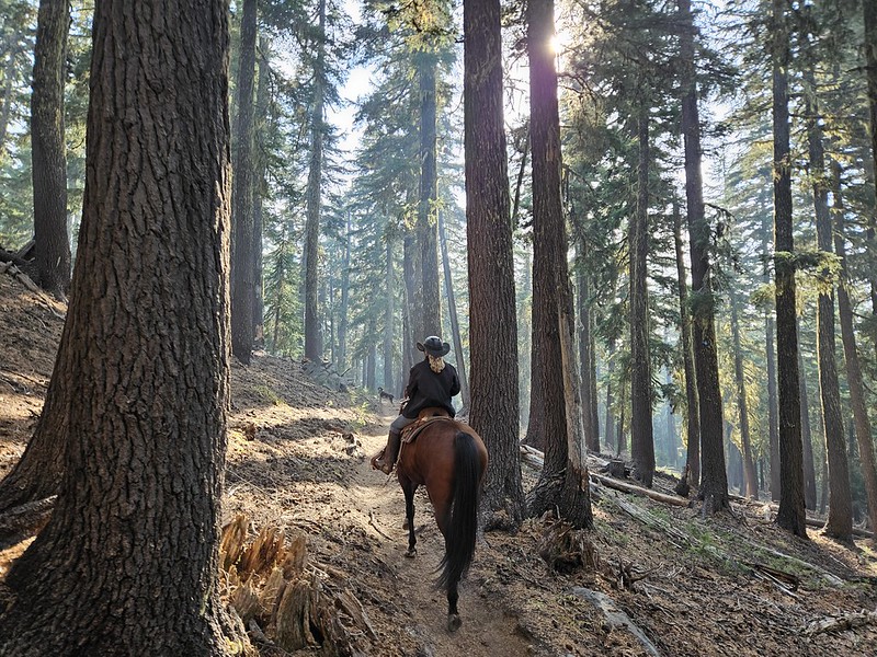 Equestrian rider on a forested national forest trail